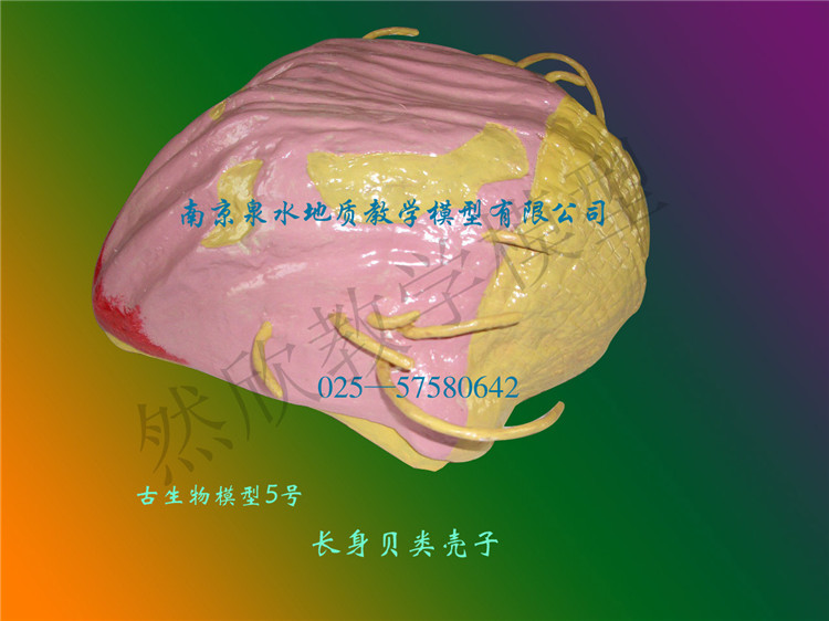 腕足動物長生貝類殼子