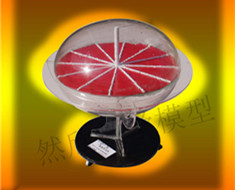 一軸晶負(fù)光性